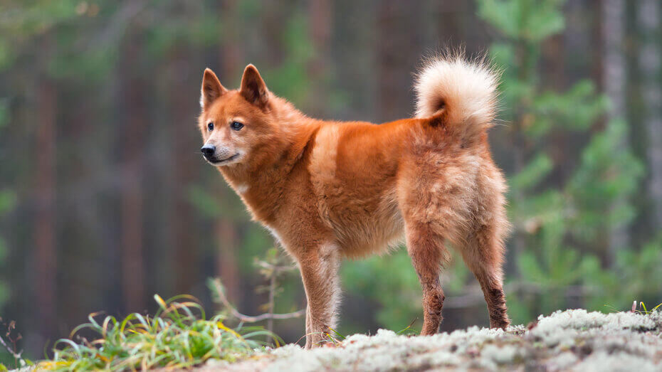 Rare types deals of dogs